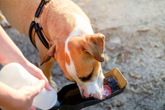 8 Best Dog Water Bottles [2025 Reviews]: Portable Pup Hydration!